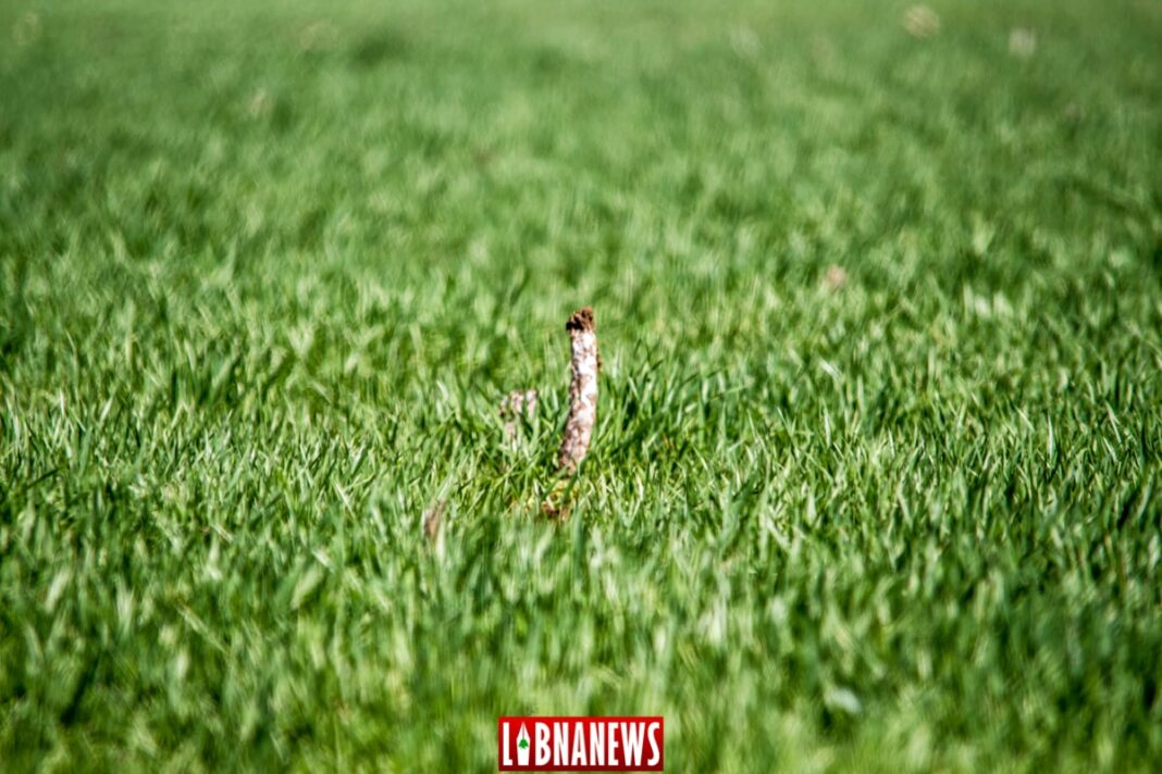 Les exportations agricoles libanaises chutent de 40%