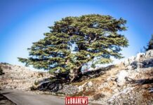 Libano / Patrimonio: i cedri di Barouk