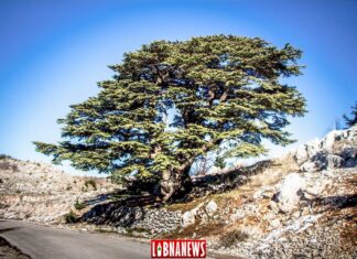 Líbano / Patrimonio: los cedros de Barouk