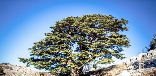 Liban/Patrimoine: les Cèdres du Barouk