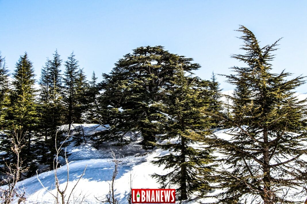 UNE VOIX DANS LE DÉSERT, YA BEYROUTH!