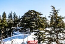 Liban/Patrimoine: Les cèdres sous la neige UNE VOIX DANS LE DÉSERT, YA BEYROUTH!