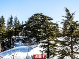Gilgamesh, Humbaba et les cèdres du Liban : le vieux récit d’une forêt sacrée violée par les hommes UNE VOIX DANS LE DÉSERT, YA BEYROUTH!
