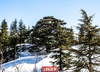 Gilgamesh, Humbaba et les cèdres du Liban : le vieux récit d’une forêt sacrée violée par les hommes UNE VOIX DANS LE DÉSERT, YA BEYROUTH!