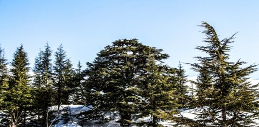 UNE VOIX DANS LE DÉSERT, YA BEYROUTH!
