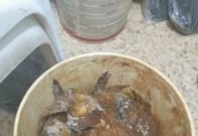 Une partie de la nourriture avariée saisie. Source Photo: Facebook