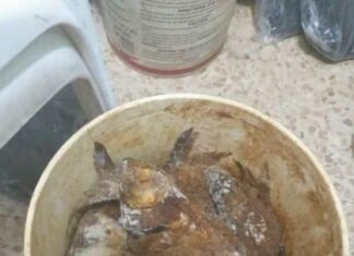 Une partie de la nourriture avariée saisie. Source Photo: Facebook