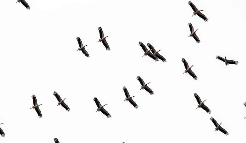 Des cigognes dans le ciel du Liban. Crédit Photo: Francois Bacha pour Libnanews.com. Tous droits réservés