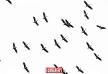 Des cigognes dans le ciel du Liban. Crédit Photo: Francois Bacha pour Libnanews.com. Tous droits réservés