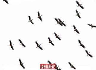 Des cigognes dans le ciel du Liban. Crédit Photo: Francois Bacha pour Libnanews.com. Tous droits réservés