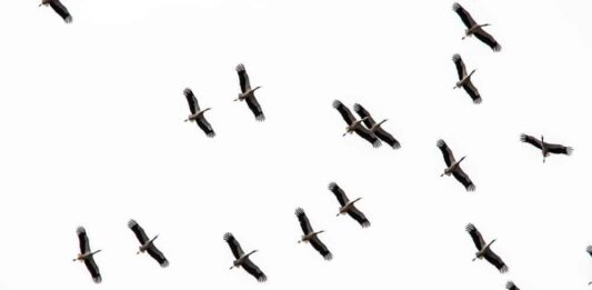 Des cigognes dans le ciel du Liban. Crédit Photo: Francois Bacha pour Libnanews.com. Tous droits réservés