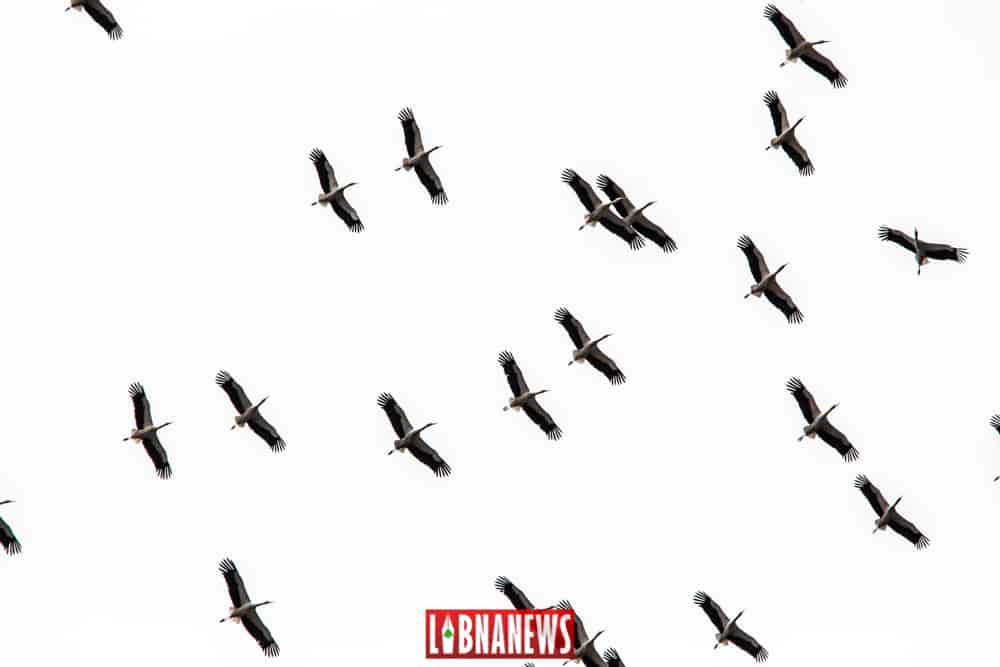 Des cigognes dans le ciel du Liban. Crédit Photo: Francois Bacha pour Libnanews.com. Tous droits réservés