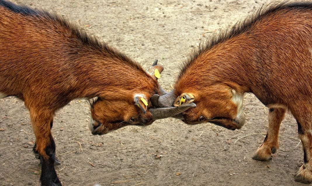 Au delà des boucs émissaires