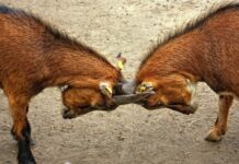 Au delà des boucs émissaires