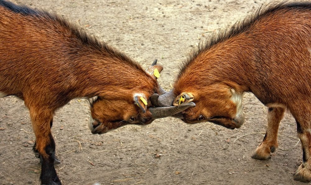 Au delà des boucs émissaires