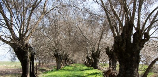 Liban/Patrimoine: Les marécages d'Aamiq dans la Békaa Ouest