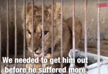 Liban: Un lionceau en route pour l’Afrique du Sud grâce à Animal Lebanon Stuart, le jeune lionceau secouru par Animal Lebanon. Capture d'écran de la Vidéo