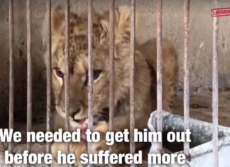Stuart, le jeune lionceau secouru par Animal Lebanon. Capture d'écran de la Vidéo
