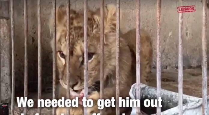 Stuart, le jeune lionceau secouru par Animal Lebanon. Capture d'écran de la Vidéo