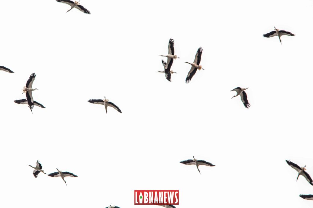 Des cigognes dans le ciel du Liban. Crédit Photo: François el Bacha pour Libnanews.com. Tous droits réservés.