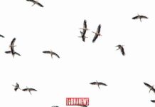 Des cigognes dans le ciel du Liban. Crédit Photo: François el Bacha pour Libnanews.com. Tous droits réservés.