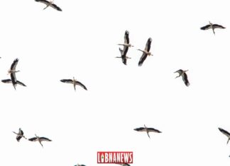 Des cigognes dans le ciel du Liban. Crédit Photo: François el Bacha pour Libnanews.com. Tous droits réservés.