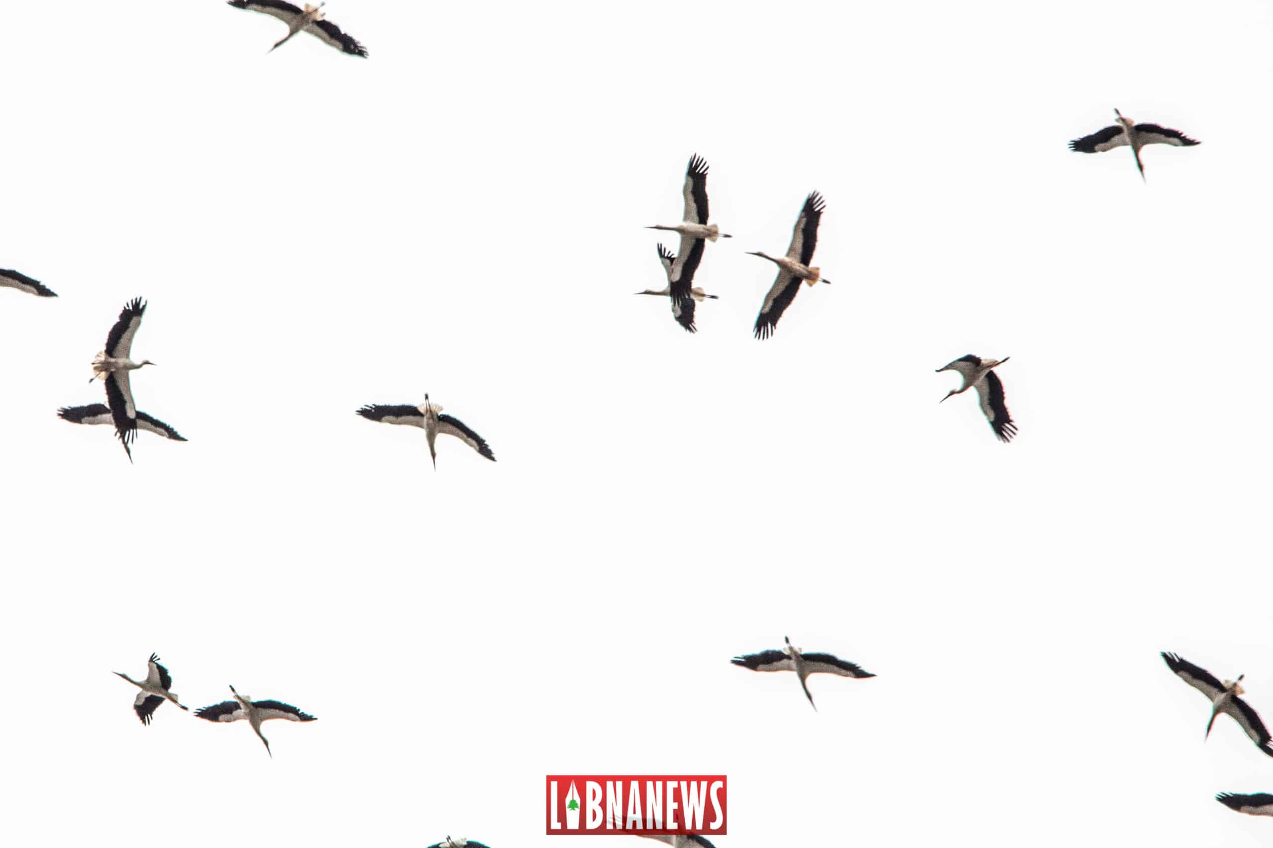 Des cigognes dans le ciel du Liban. Crédit Photo: François el Bacha pour Libnanews.com. Tous droits réservés.