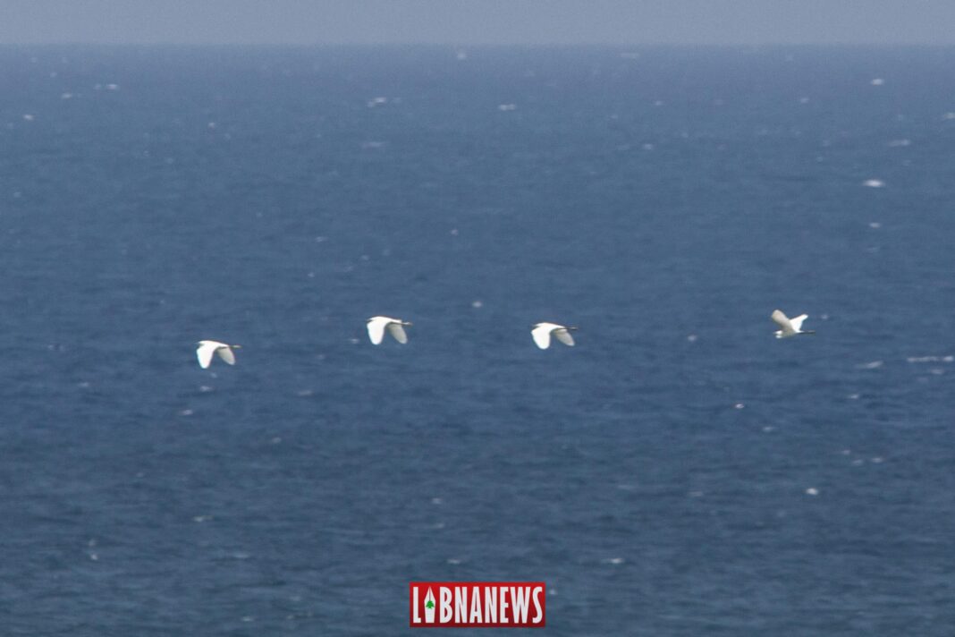 Des oiseaux migrateurs au large des côtes libanaises. 23/07/2019. Crédit Photo: Francois el Bacha pour Libnanews.com. Tous droits réservés