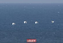 Des oiseaux migrateurs au large des côtes libanaises. 23/07/2019. Crédit Photo: Francois el Bacha pour Libnanews.com. Tous droits réservés