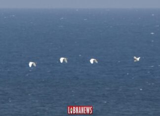 Des oiseaux migrateurs au large des côtes libanaises. 23/07/2019. Crédit Photo: Francois el Bacha pour Libnanews.com. Tous droits réservés