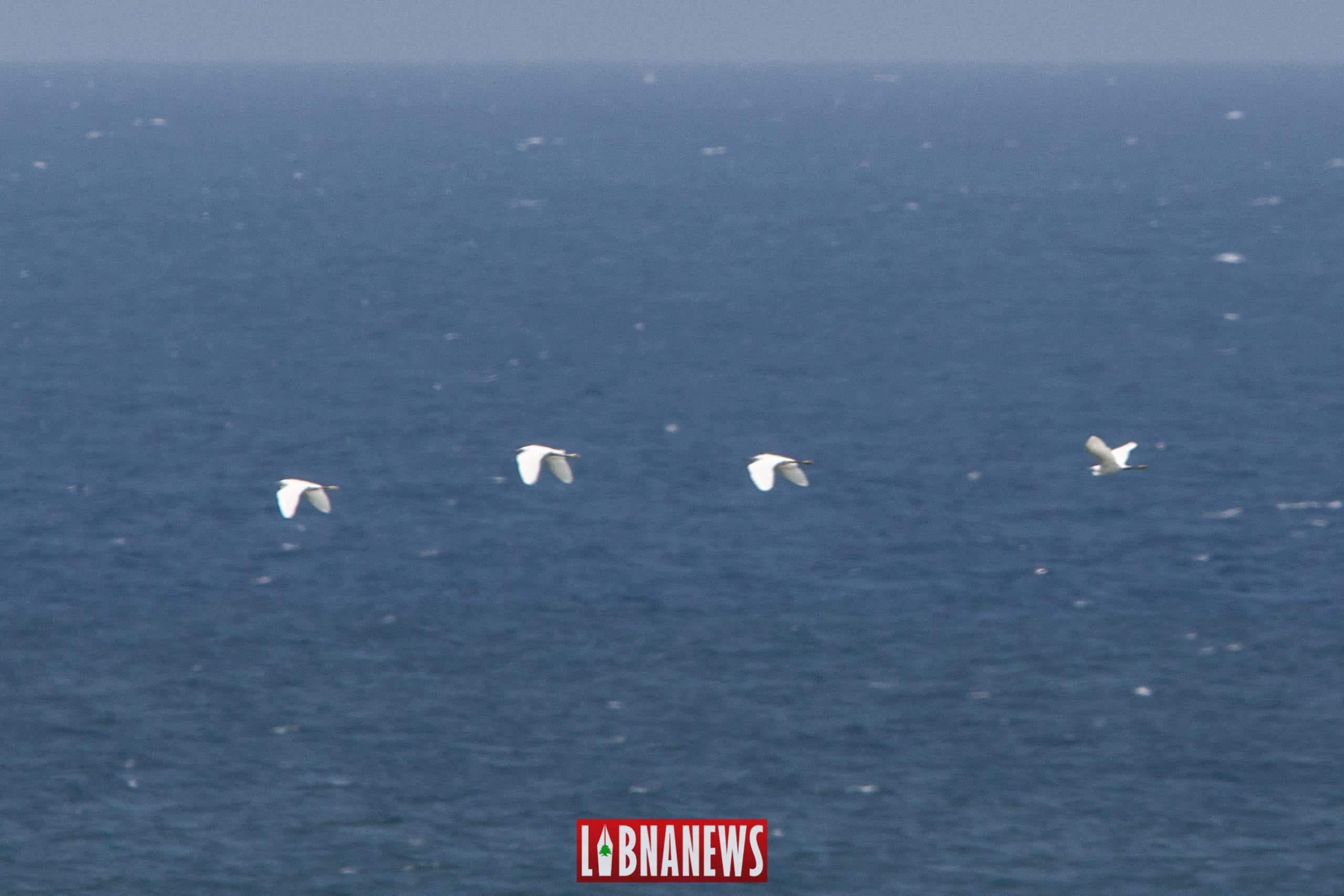 Des oiseaux migrateurs au large des côtes libanaises. 23/07/2019. Crédit Photo: Francois el Bacha pour Libnanews.com. Tous droits réservés
