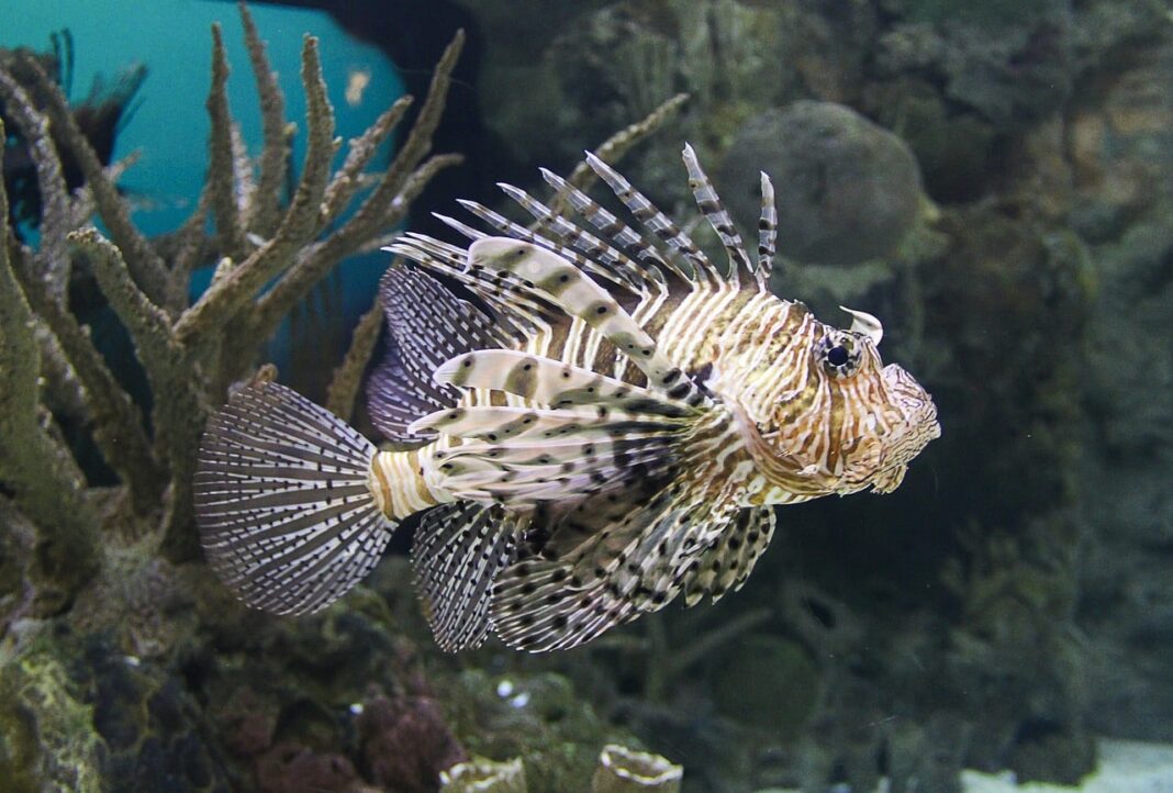 En Méditerranée, l’inquiétante invasion du poisson-lion, prédateur redoutable