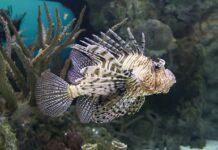En Méditerranée, l’inquiétante invasion du poisson-lion, prédateur redoutable