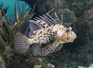 En Méditerranée, l’inquiétante invasion du poisson-lion, prédateur redoutable