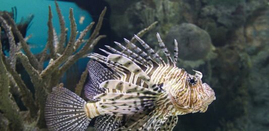 En Méditerranée, l’inquiétante invasion du poisson-lion, prédateur redoutable