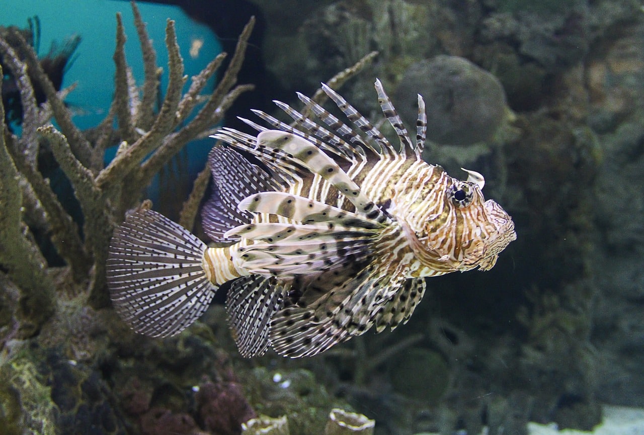 En Méditerranée, l’inquiétante invasion du poisson-lion, prédateur redoutable En Méditerranée, l’inquiétante invasion du poisson-lion, prédateur redoutable