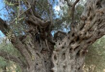 Quand les oiseaux de Septembre nous tirent vers le Sud