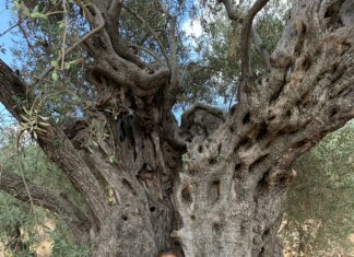 Quand les oiseaux de Septembre nous tirent vers le Sud