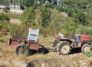 Premier jour de vendange au Monastère des Pères Basiliens Chouéirites à Khenchara