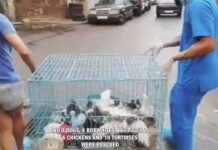 Maltraitance Animale: Une centaine d'animaux saisis par les Forces de Sécurité et confiés à BETA