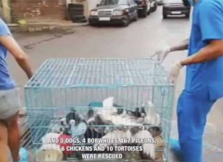 Maltraitance Animale: Une centaine d'animaux saisis par les Forces de Sécurité et confiés à BETA