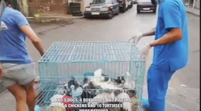 Maltraitance Animale: Une centaine d'animaux saisis par les Forces de Sécurité et confiés à BETA