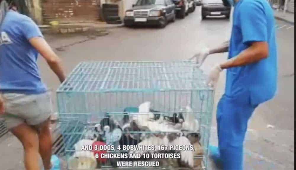 Maltraitance Animale: Une centaine d’animaux saisis par les Forces de Sécurité et confiés à BETA