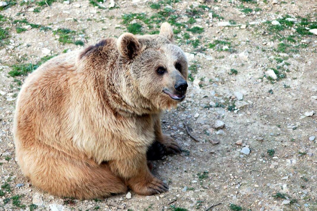 Chose rare au Liban, un ours repéré à Aarsal