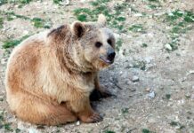 Chose rare au Liban, un ours repéré à Aarsal Chose rare au Liban, un ours repéré à Aarsal
