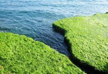 L’héritage malmené, table ronde et 5 expositions