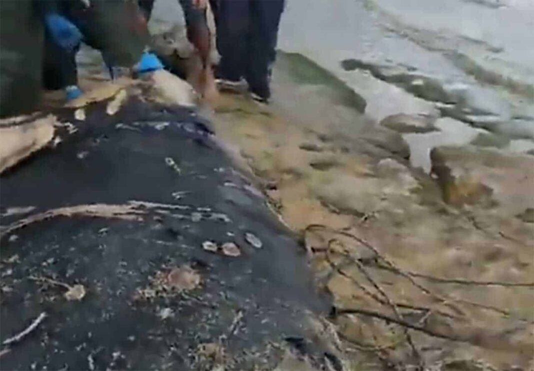 Une Orque retrouvée morte à Sarafand
