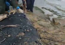 Une Orque retrouvée morte à Sarafand