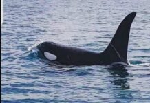 Une orque repérée dans les eaux libanaises