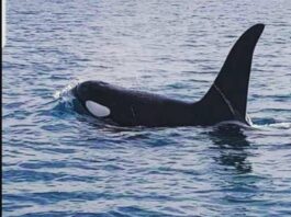 Une orque repérée dans les eaux libanaises